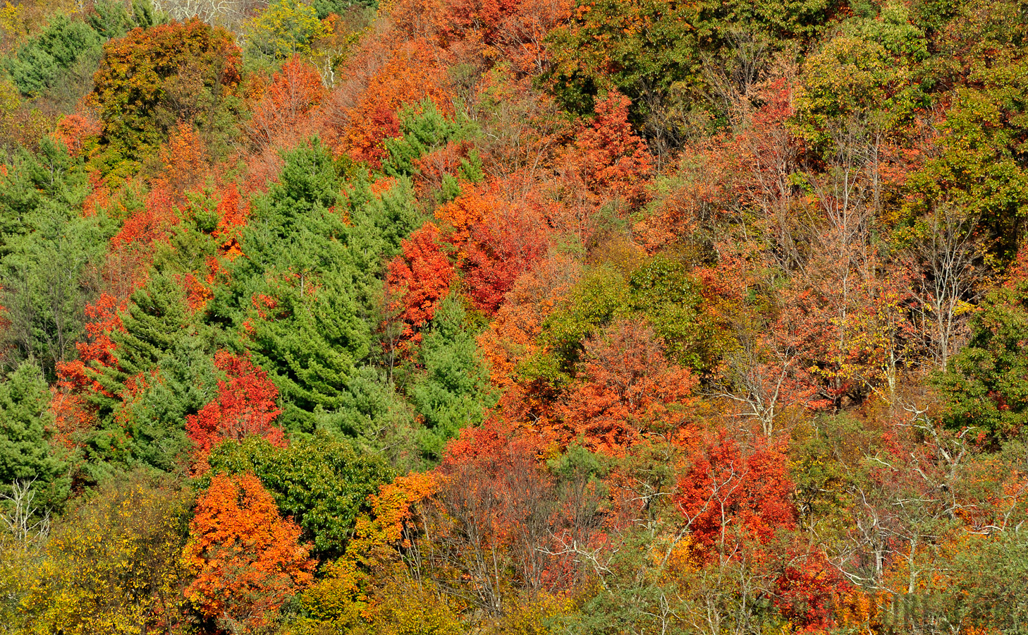 Along the Blue Ridge Parkway [300 mm, 1/200 sec at f / 14, ISO 400]